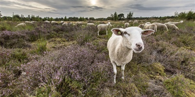 schapen